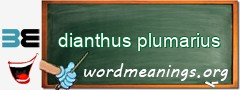 WordMeaning blackboard for dianthus plumarius